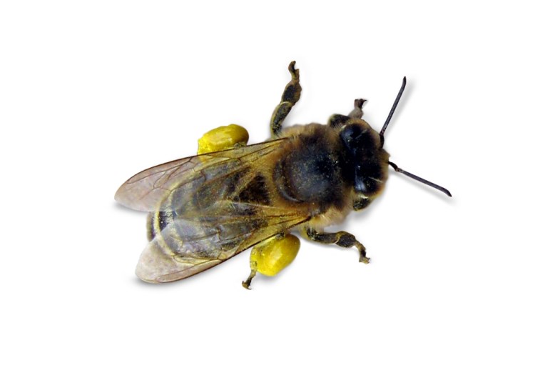 Bee